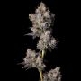 Cookies Seeds Cherry Zolato Smoke Buds Weed Ganja Skunk Dope Pot Images Pics Nuggets