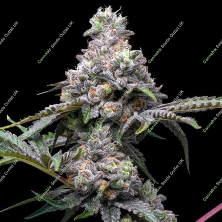 Papaya x Hollywood Feminized Marijuana Strain by Cookies Seeds For Sale Online at Cannabis Seeds Outlet