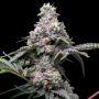 Papaya x Hollywood Feminized Marijuana Strain by Cookies Seeds For Sale Online at Cannabis Seeds Outlet