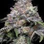 Cookies Seeds Papaya x Hollywood Smoke Buds Weed Ganja Skunk Dope Pot Images Pics Nuggets