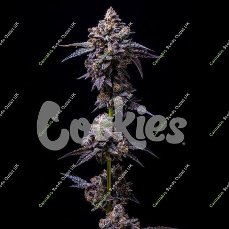 Hollywood Feminized Marijuana Strain by Cookies Seeds For Sale Online at Cannabis Seeds Outlet