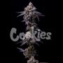 Hollywood Feminized Marijuana Strain by Cookies Seeds For Sale Online at Cannabis Seeds Outlet