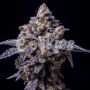Cookies Seeds Hollywood Smoke Buds Weed Ganja Skunk Dope Pot Images Pics Nuggets