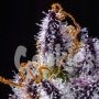 Hollywood Feminized by Cookies Seeds THC Content Potency Strength CBD Height Yield Flowering Time Indica Sativa Genetics