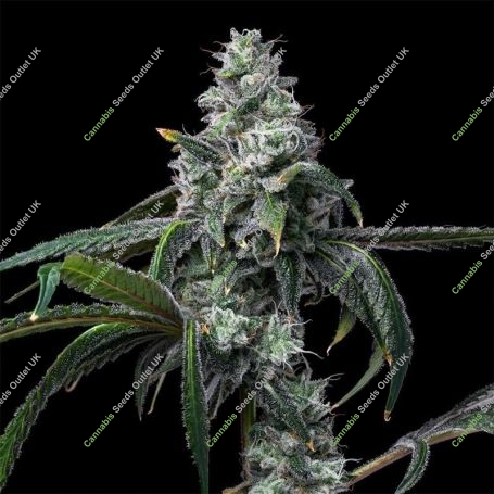 UK Cheese x Hollywood Feminized Marijuana Strain by Cookies Seeds For Sale Online at Cannabis Seeds Outlet