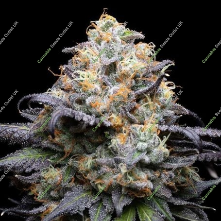 Double Sherb Feminized Marijuana Strain by Cookies Seeds For Sale Online at Cannabis Seeds Outlet