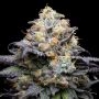 Double Sherb Feminized Marijuana Strain by Cookies Seeds For Sale Online at Cannabis Seeds Outlet