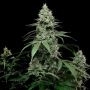 Cookies Seeds Sunset Pie Smoke Buds Weed Ganja Skunk Dope Pot Images Pics Nuggets