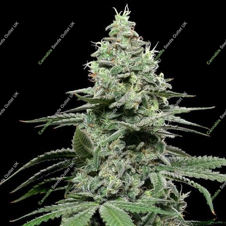 Sunset Pie Feminized Marijuana Strain by Cookies Seeds For Sale Online at Cannabis Seeds Outlet
