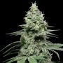 Sunset Pie Feminized Marijuana Strain by Cookies Seeds For Sale Online at Cannabis Seeds Outlet
