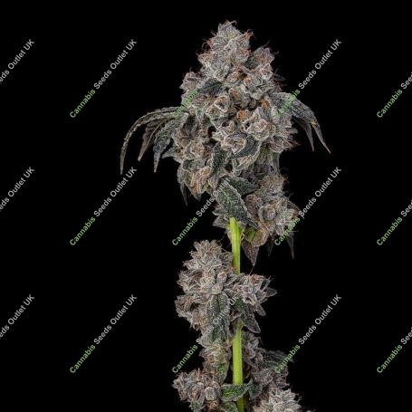 Blueberry Cherries Feminized Marijuana Strain by Cookies Seeds For Sale Online at Cannabis Seeds Outlet