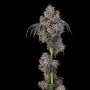 Blueberry Cherries Feminized Marijuana Strain by Cookies Seeds For Sale Online at Cannabis Seeds Outlet
