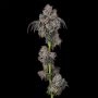 Cookies Seeds Blueberry Cherries Smoke Buds Weed Ganja Skunk Dope Pot Images Pics Nuggets