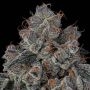 Blueberry Cherries Feminized by Cookies Seeds THC Content Potency Strength CBD Height Yield Flowering Time Indica Sativa Genetic