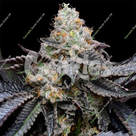 Blueberry Bubblegum Feminized Marijuana Strain by Cookies Seeds For Sale Online at Cannabis Seeds Outlet