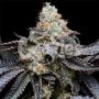 Blueberry Bubblegum Feminized Marijuana Strain by Cookies Seeds For Sale Online at Cannabis Seeds Outlet