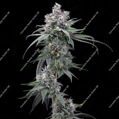 Pie Piss Feminized Marijuana Strain by Cookies Seeds For Sale Online at Cannabis Seeds Outlet
