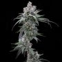 Pie Piss Feminized Marijuana Strain by Cookies Seeds For Sale Online at Cannabis Seeds Outlet
