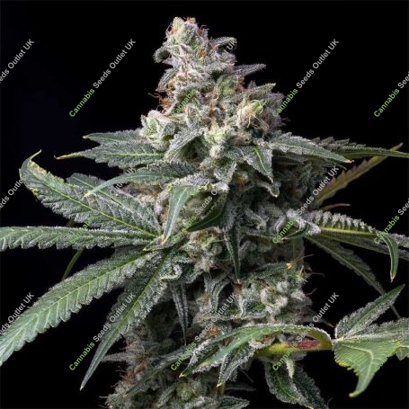 GMO x Hollywood Feminized Marijuana Strain by Cookies Seeds For Sale Online at Cannabis Seeds Outlet