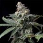 GMO x Hollywood Feminized Marijuana Strain by Cookies Seeds For Sale Online at Cannabis Seeds Outlet