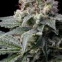 Cookies Seeds GMO x Hollywood Smoke Buds Weed Ganja Skunk Dope Pot Images Pics Nuggets