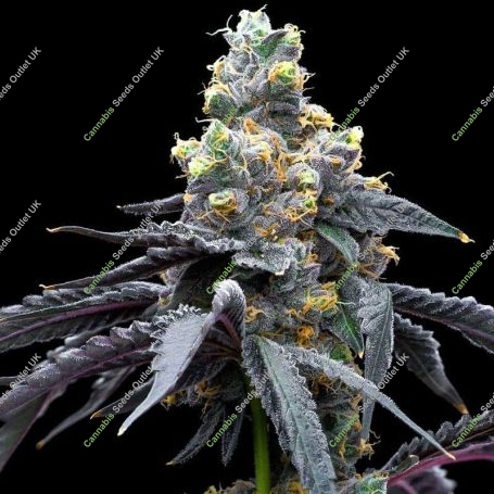 White Runtz x Hollywood Feminized Marijuana Strain by Cookies Seeds For Sale Online at Cannabis Seeds Outlet
