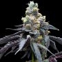 White Runtz x Hollywood Feminized Marijuana Strain by Cookies Seeds For Sale Online at Cannabis Seeds Outlet