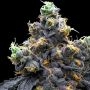 Cookies Seeds White Runtz x Hollywood Smoke Buds Weed Ganja Skunk Dope Pot Images Pics Nuggets