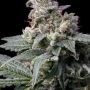 White Runtz x Hollywood Feminized by Cookies Seeds THC Content Potency Strength CBD Height Yield Flowering Time Indica Sativa Ge