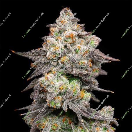 Acai Grapes Feminized Marijuana Strain by Cookies Seeds For Sale Online at Cannabis Seeds Outlet