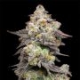 Acai Grapes Feminized Marijuana Strain by Cookies Seeds For Sale Online at Cannabis Seeds Outlet