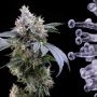 Cookies Seeds Dirty Diana Smoke Buds Weed Ganja Skunk Dope Pot Images Pics Nuggets