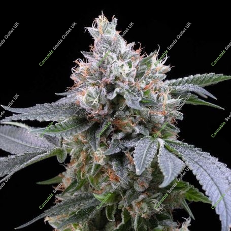 Dirty Diana Feminized Marijuana Strain by Cookies Seeds For Sale Online at Cannabis Seeds Outlet