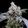 Dirty Diana Feminized Marijuana Strain by Cookies Seeds For Sale Online at Cannabis Seeds Outlet