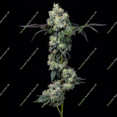 Elephant Trunk Feminized Marijuana Strain by Cookies Seeds For Sale Online at Cannabis Seeds Outlet
