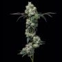 Elephant Trunk Feminized Marijuana Strain by Cookies Seeds For Sale Online at Cannabis Seeds Outlet