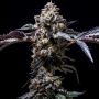 Lemon Cherry Pop Feminized Marijuana Strain by Cookies Seeds For Sale Online at Cannabis Seeds Outlet