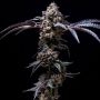 Cookies Seeds Lemon Cherry Pop Smoke Buds Weed Ganja Skunk Dope Pot Images Pics Nuggets