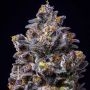 Lemon Cherry Pop Feminized by Cookies Seeds THC Content Potency Strength CBD Height Yield Flowering Time Indica Sativa Genetics