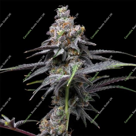 Animal Cake x Hollywood Marijuana Strain by Cookies Seeds For Sale Online at Cannabis Seeds Outlet