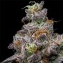 Cookies Seeds Animal Cake x Hollywood Smoke Buds Weed Ganja Skunk Dope Pot Images Pics Nuggets