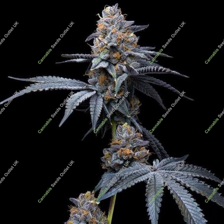 Tropicana Cookies x Hollywood Marijuana Strain by Cookies Seeds For Sale Online at Cannabis Seeds Outlet
