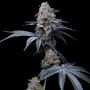 Tropicana Cookies x Hollywood Marijuana Strain by Cookies Seeds For Sale Online at Cannabis Seeds Outlet