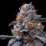 Cookies Seeds Tropicana Cookies x Hollywood Smoke Buds Weed Ganja Skunk Dope Pot Images Pics Nuggets