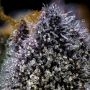 Tropicana Cookies x Hollywood by Cookies Seeds THC Content Potency Strength CBD Height Yield Flowering Time Indica Sativa Geneti