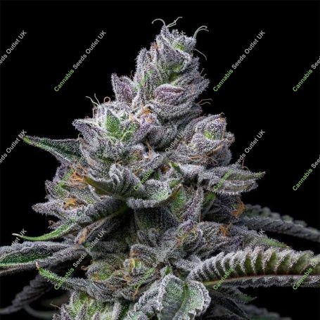 RS11 x Hollywood Feminized Marijuana Strain by Cookies Seeds For Sale Online at Cannabis Seeds Outlet