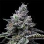 RS11 x Hollywood Feminized Marijuana Strain by Cookies Seeds For Sale Online at Cannabis Seeds Outlet