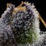 Cookies Seeds RS11 x Hollywood Smoke Buds Weed Ganja Skunk Dope Pot Images Pics Nuggets