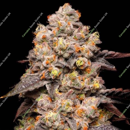 Dried Fruit Feminized Marijuana Strain by Cookies Seeds For Sale Online at Cannabis Seeds Outlet