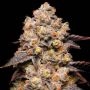 Dried Fruit Feminized Marijuana Strain by Cookies Seeds For Sale Online at Cannabis Seeds Outlet